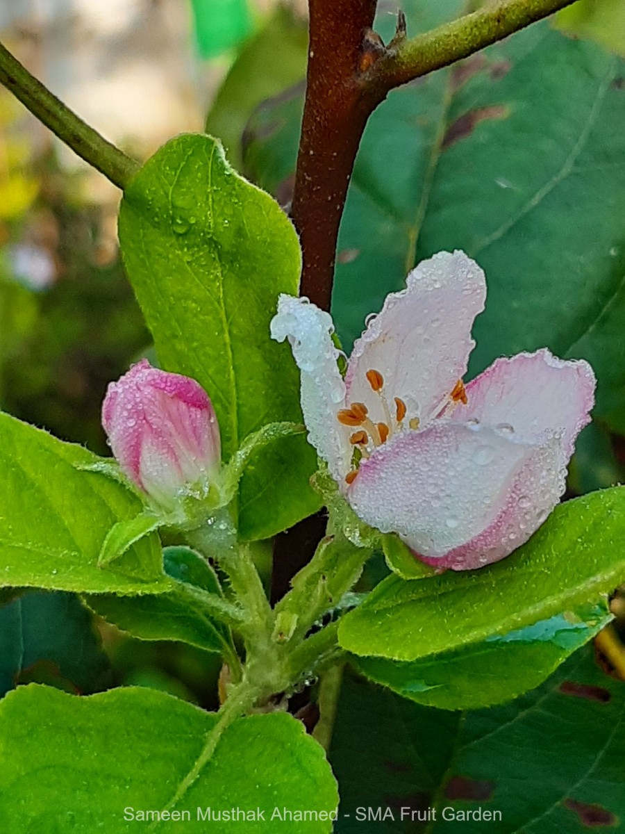 Malus domestica (Suckow) Borkh.